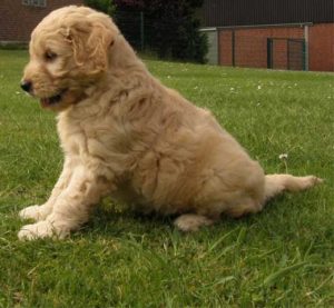 Goldendoodle Labradoodle.de