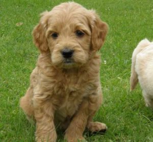 Goldendoodle Labradoodle.de