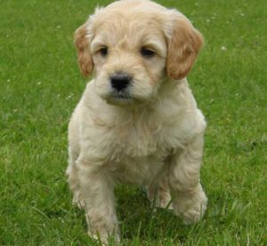 Goldendoodle Labradoodle.de