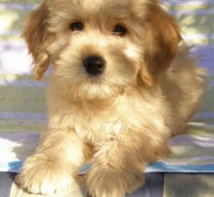 Goldendoodle Labradoodle.de