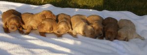 Goldendoodle Labradoodle.de