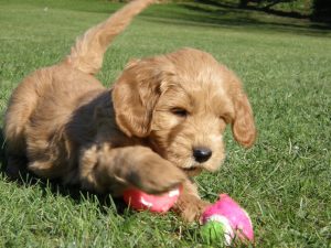 Goldendoodle Labradoodle.de