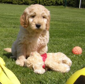 Goldendoodle Labradoodle.de