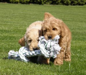 Goldendoodle Labradoodle.de
