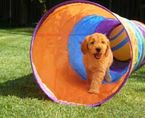 Goldendoodle Labradoodle.de