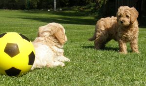 Goldendoodle Labradoodle.de