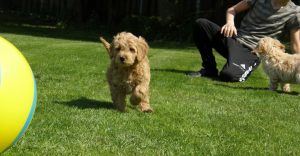 Goldendoodle Labradoodle.de