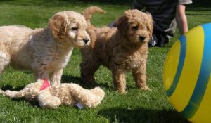 Goldendoodle Labradoodle.de