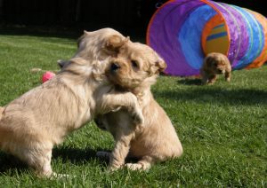 Goldendoodle Labradoodle.de