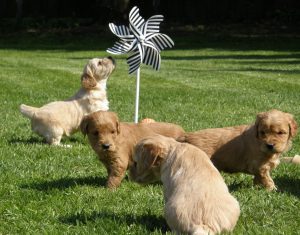 Goldendoodle Labradoodle.de