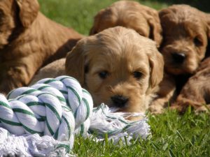 Goldendoodle Labradoodle.de