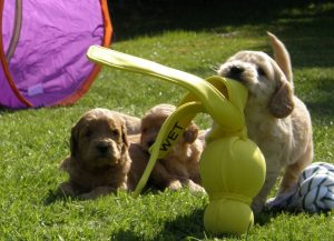 Goldendoodle Labradoodle.de