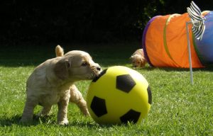 Goldendoodle Labradoodle.de