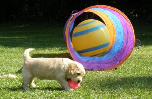 Goldendoodle Labradoodle.de