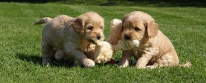Goldendoodle Labradoodle.de
