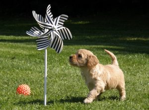 Goldendoodle Labradoodle.de