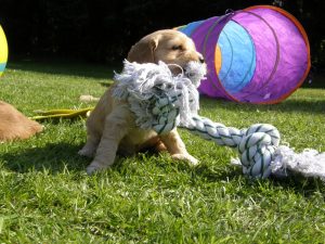 Goldendoodle Labradoodle.de