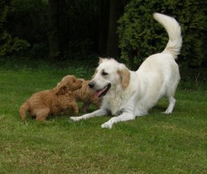 Goldendoodle Labradoodle.de