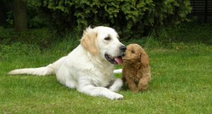 Goldendoodle Labradoodle.de