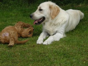 Goldendoodle Labradoodle.de