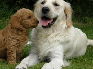 Goldendoodle Labradoodle.de