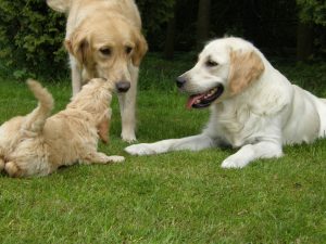 Goldendoodle Labradoodle.de