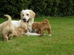 Goldendoodle Labradoodle.de