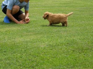 Goldendoodle Labradoodle.de