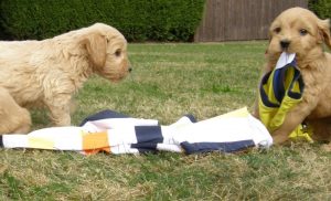 Goldendoodle Labradoodle.de