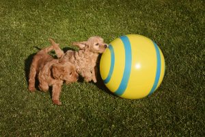 Goldendoodle Labradoodle.de