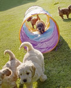 Goldendoodle Labradoodle.de