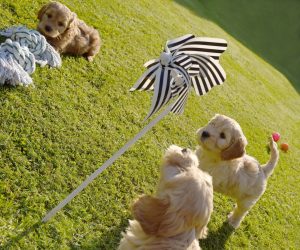 Goldendoodle Labradoodle.de