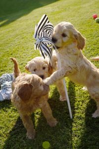 Goldendoodle Labradoodle.de
