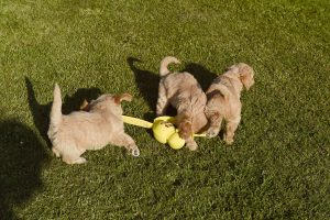 Goldendoodle Labradoodle.de