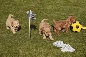 Goldendoodle Labradoodle.de