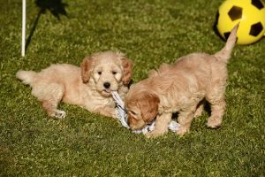 Goldendoodle Labradoodle.de