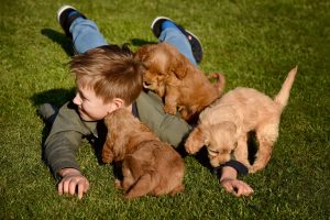 Goldendoodle Labradoodle.de
