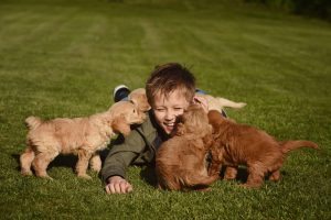 Goldendoodle Labradoodle.de