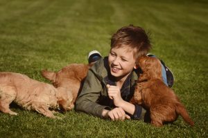 Goldendoodle Labradoodle.de