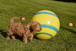 Goldendoodle Labradoodle.de