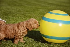 Goldendoodle Labradoodle.de