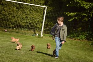 Goldendoodle Labradoodle.de
